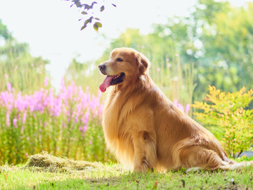 金毛巡回猎犬