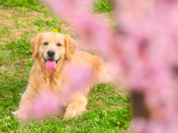 金毛巡回猎犬