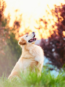 金毛巡回猎犬