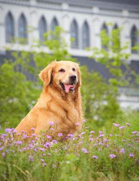 金毛巡回猎犬