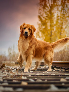 金毛巡回猎犬