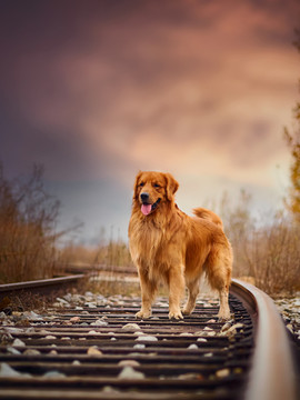 金毛巡回猎犬