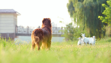 金毛巡回猎犬