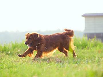 金毛巡回猎犬