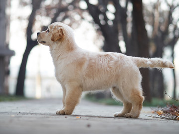 金毛巡回猎犬幼犬