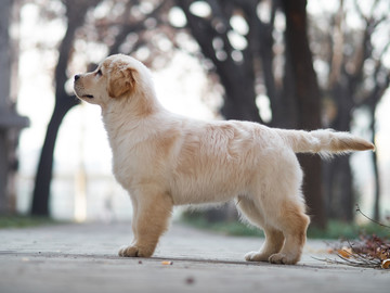 金毛巡回猎犬幼犬