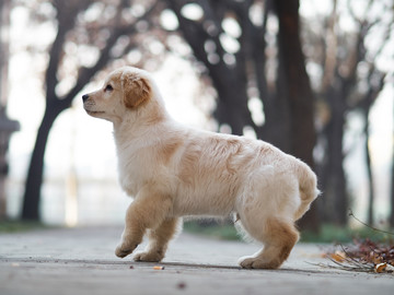 金毛巡回猎犬幼犬