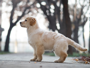 金毛巡回猎犬幼犬