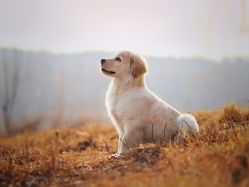 金毛巡回猎犬幼犬