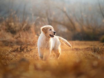 金毛巡回猎犬幼犬