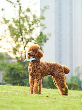 巨型贵宾犬