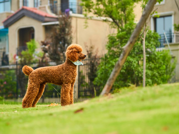 巨型贵宾犬