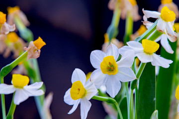 水仙花