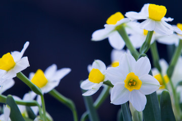 水仙花