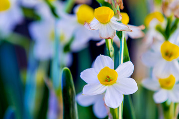 水仙花