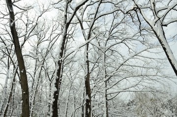 瘦西湖雪景