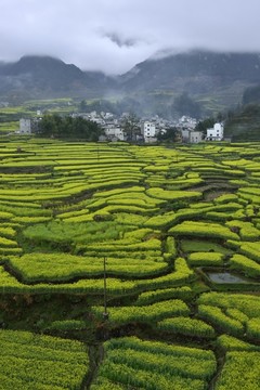 安徽皖南家朋梯田油菜花