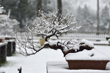 雪中盆景