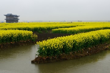 江苏泰州兴化油菜花