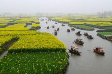 江苏泰州兴化油菜花