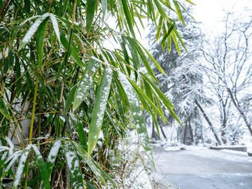 雪竹