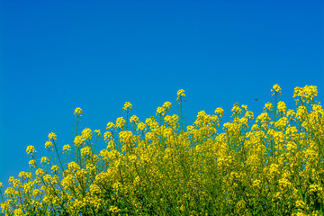 油菜花