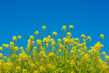 油菜花