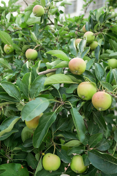 青苹果 苹果树