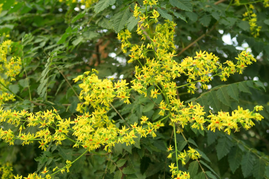 栾树开花 栾树花