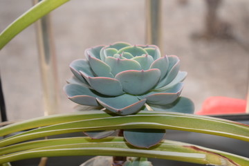 多肉植物