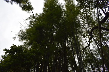 竹林树冠摄影图片