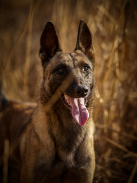 马里诺斯牧羊犬