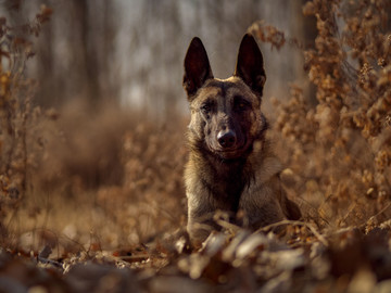 马里诺斯牧羊犬