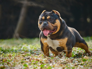 美国恶霸犬