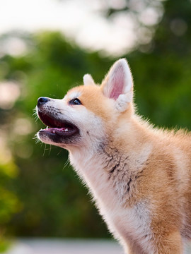 日本秋田犬