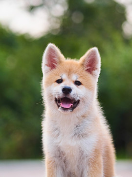 日本秋田犬