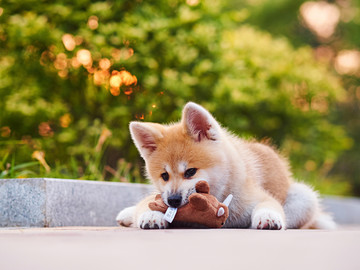 日本秋田犬