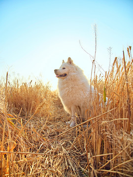 萨摩耶犬