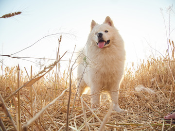 萨摩耶犬