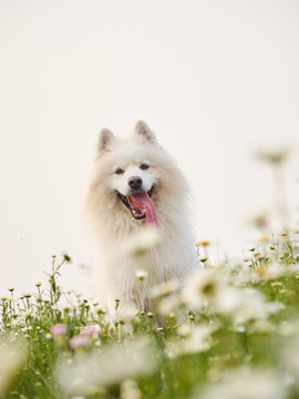 萨摩耶犬