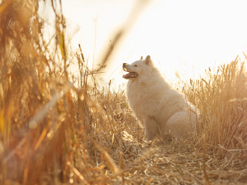 萨摩耶犬