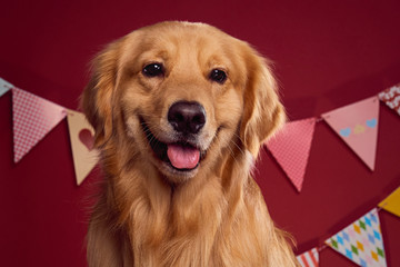 圣诞节的金毛犬