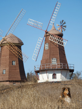 苏格兰牧羊犬