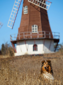 苏格兰牧羊犬