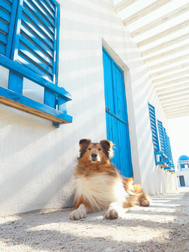 苏格兰牧羊犬