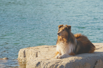 苏格兰牧羊犬