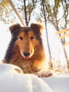 苏格兰牧羊犬