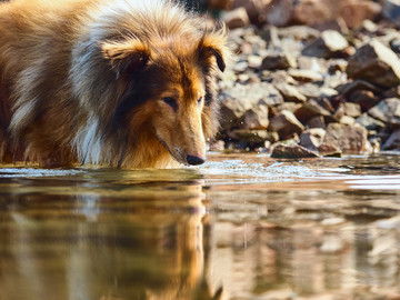 苏格兰牧羊犬