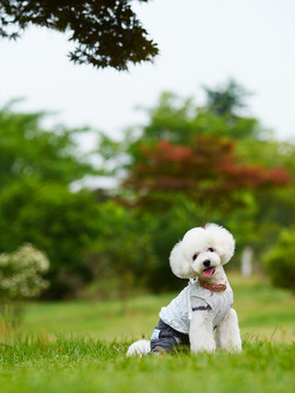 泰迪犬