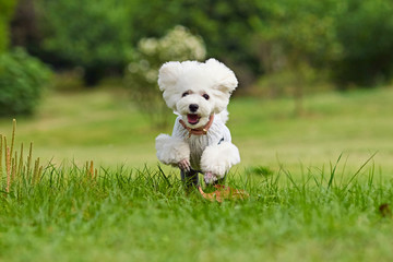 泰迪犬